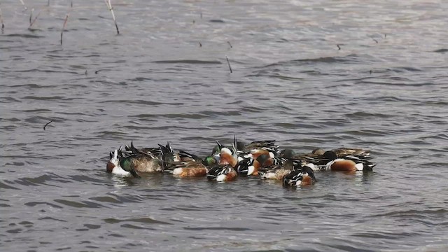 Northern Shoveler - ML534334261