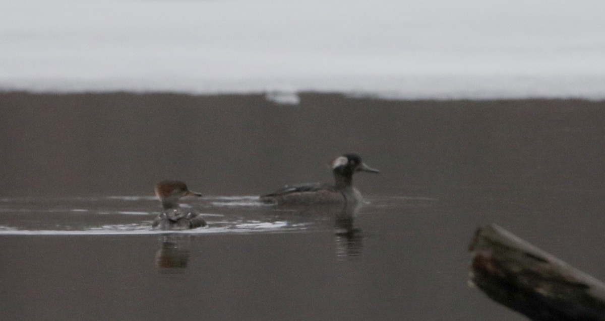 Hooded Merganser - ML53433451