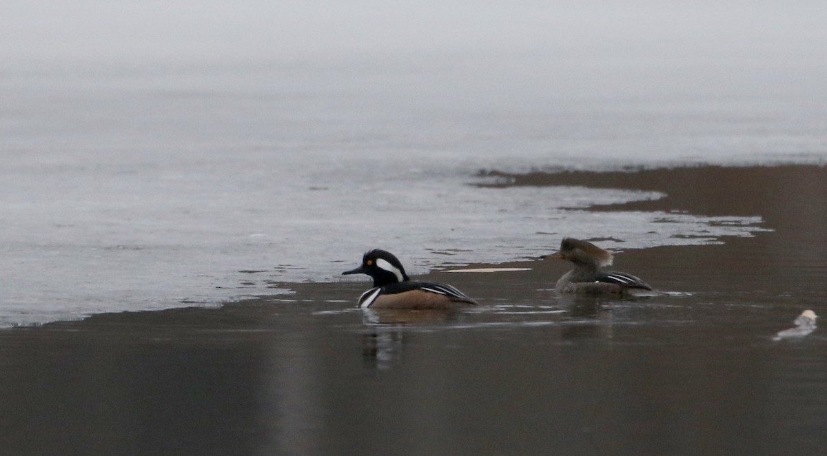 Hooded Merganser - ML53433461