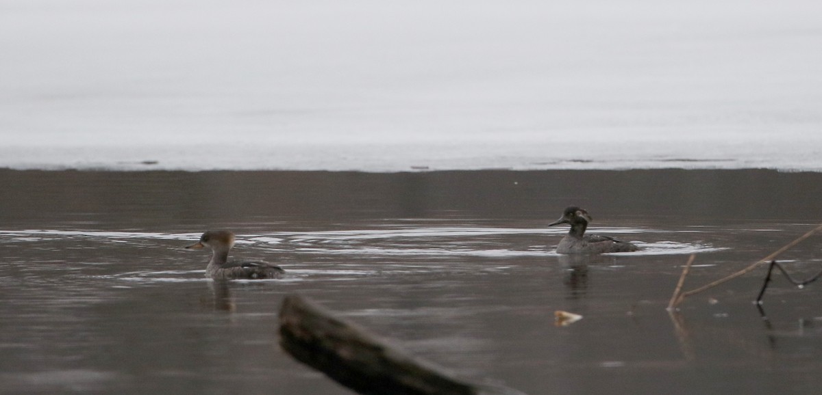 Hooded Merganser - ML53433471