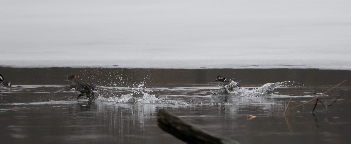 Hooded Merganser - ML53433481