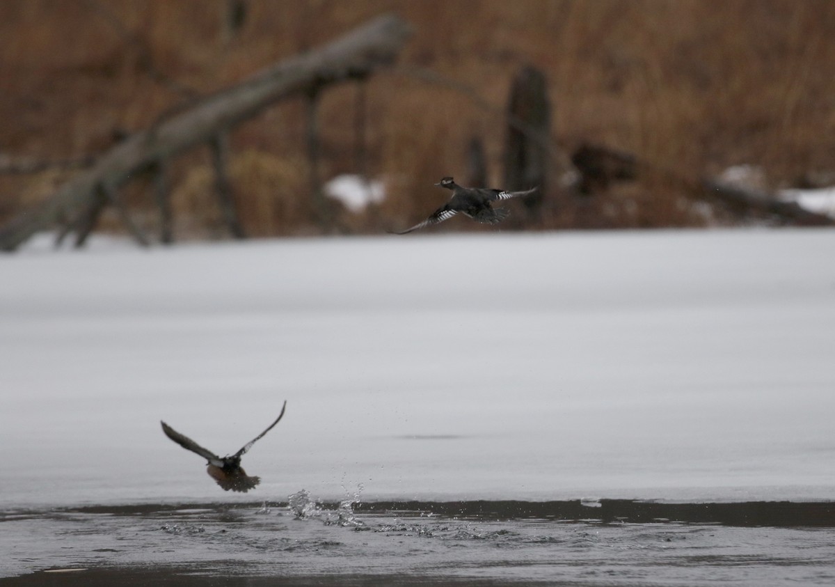 Hooded Merganser - ML53433511