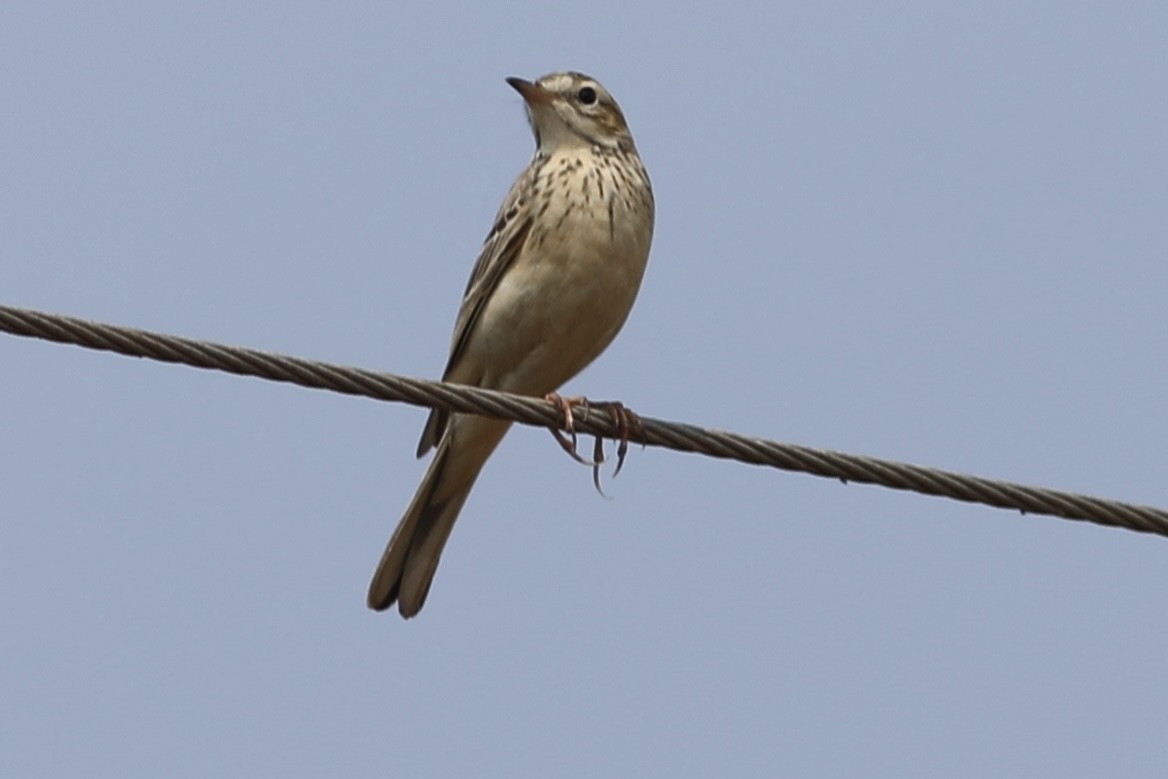 Richard's Pipit - Vikas Madhav Nagarajan