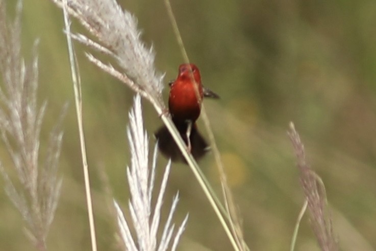 Bengalí Rojo - ML534335281