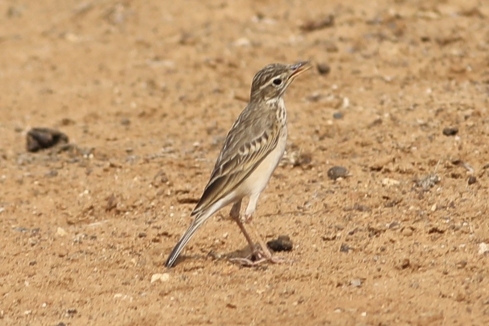 Blyth's Pipit - ML534335321