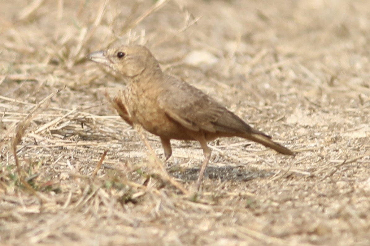 Rufous-tailed Lark - ML534335351