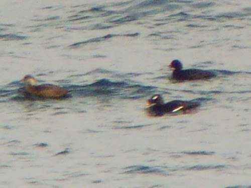 Stejneger's Scoter - David Cooper