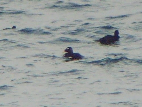 Stejneger's Scoter - ML534335951