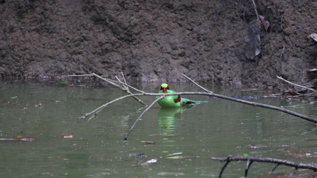 Common Green-Magpie - ML534336651