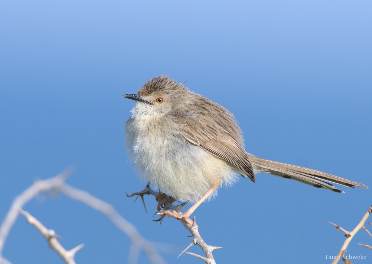 Graceful Prinia - ML534337091