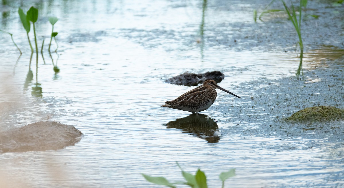 Common Snipe - Eric Francois Roualet