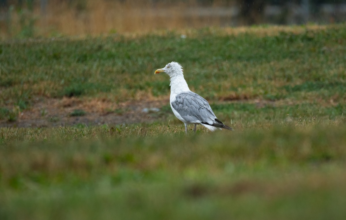 Goéland argenté (argentatus/argenteus) - ML534341171