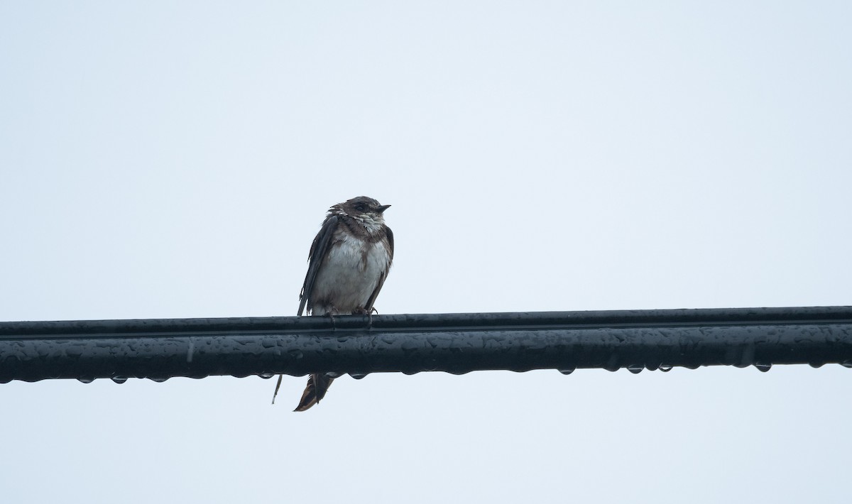 Bank Swallow - ML534341561