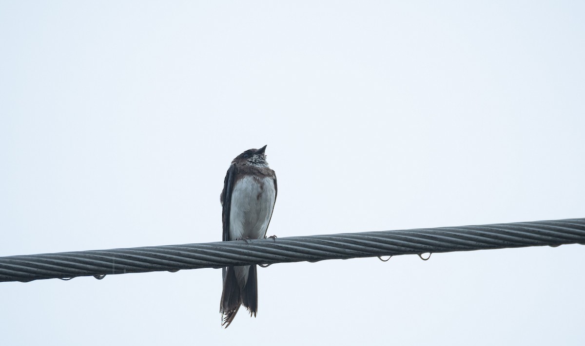 Bank Swallow - ML534341571