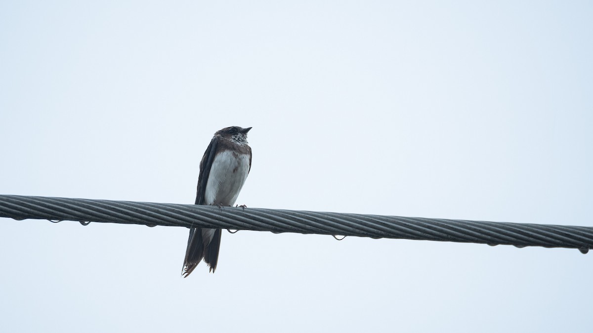 Bank Swallow - ML534341581