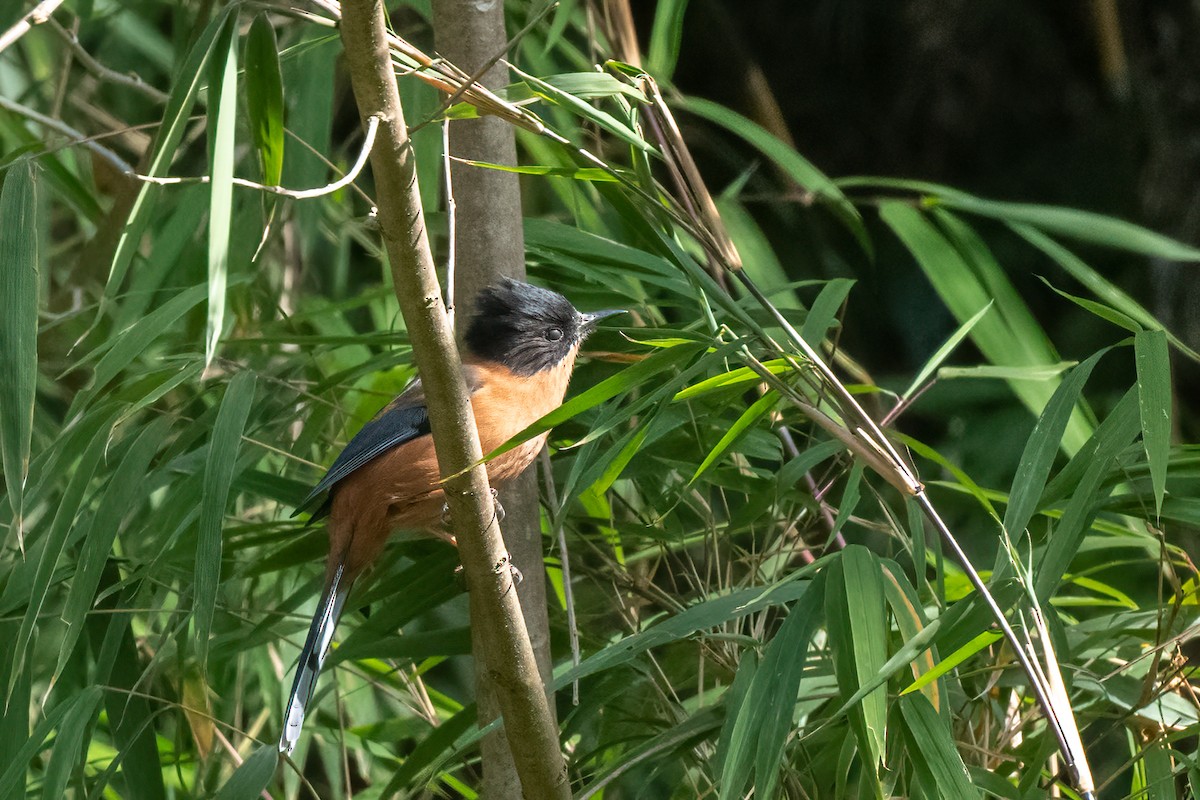 Rufous Sibia - ML534342161