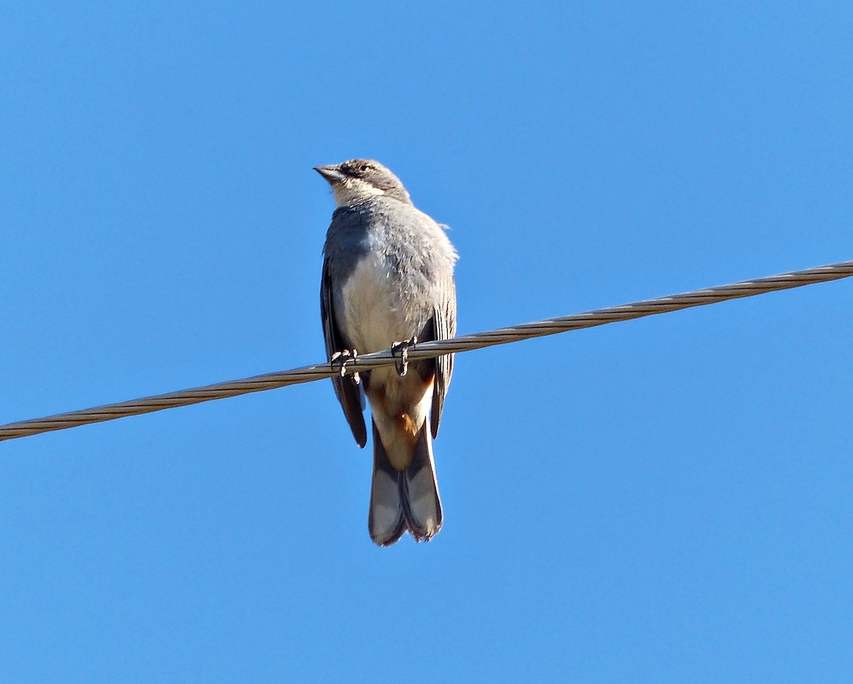 Diuca Finch - ML534343741