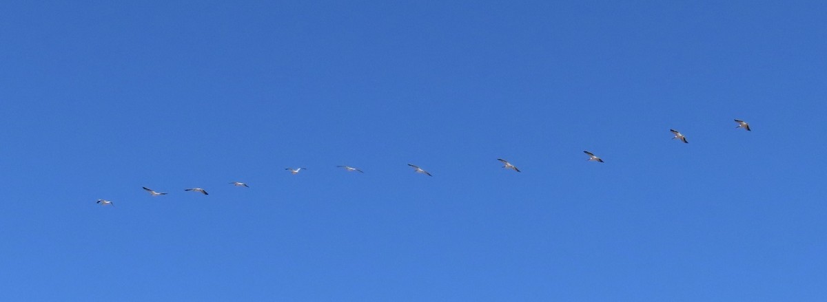 American White Pelican - ML534344121