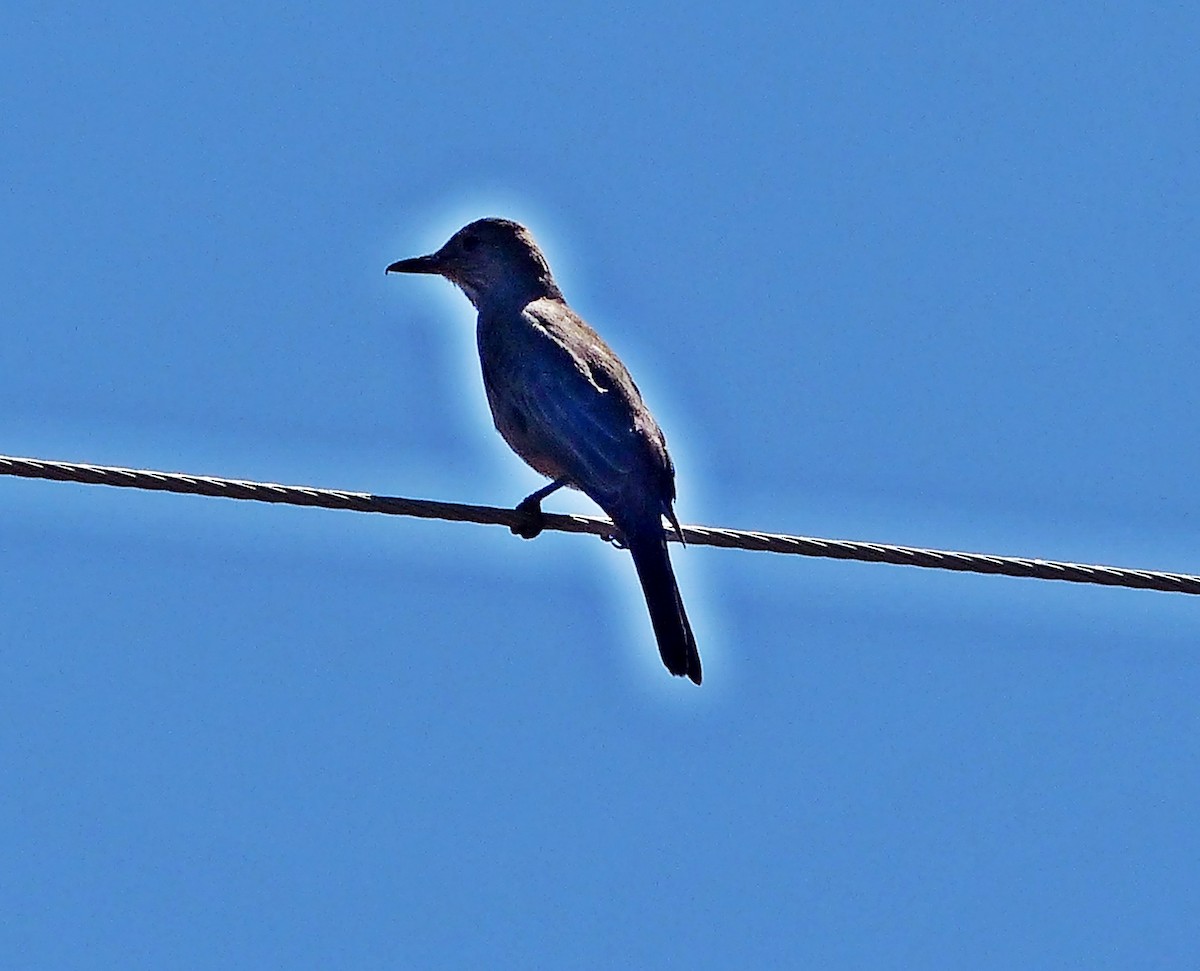 Great Shrike-Tyrant - ML534344271