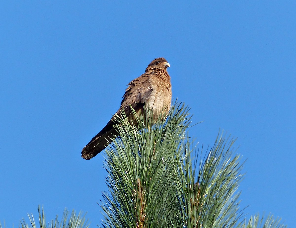 Caracara Chimango - ML534345231