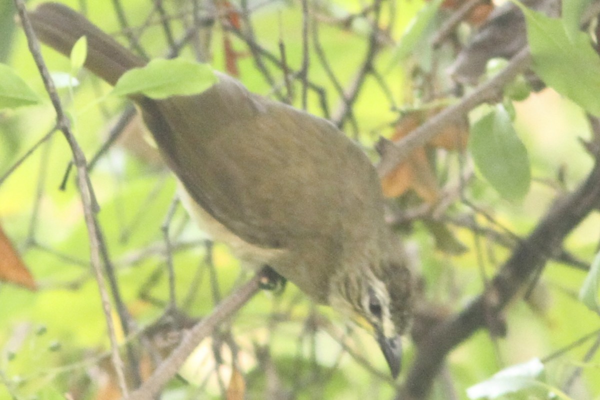 White-browed Bulbul - ML534345501