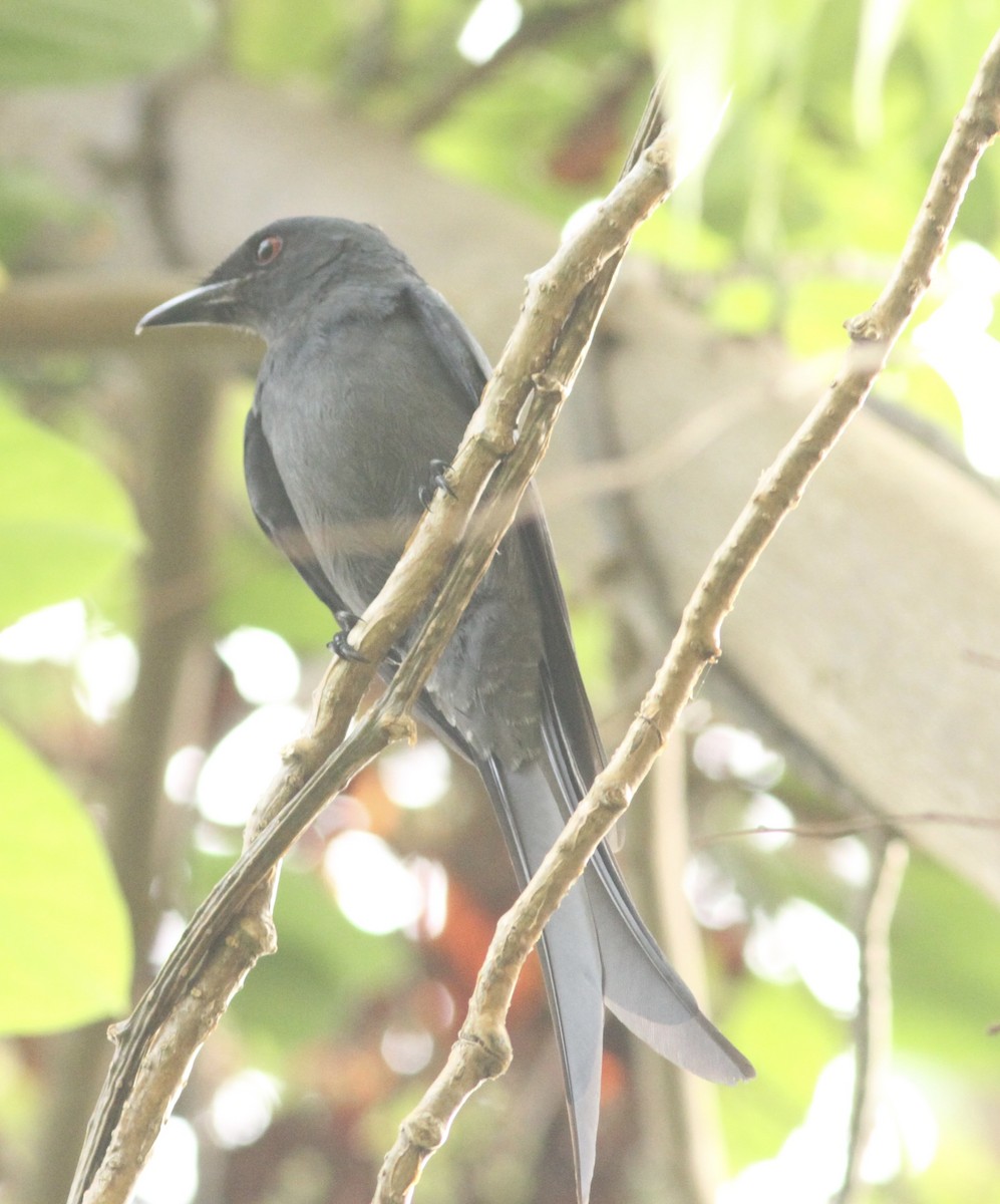 Ashy Drongo - ML534345551