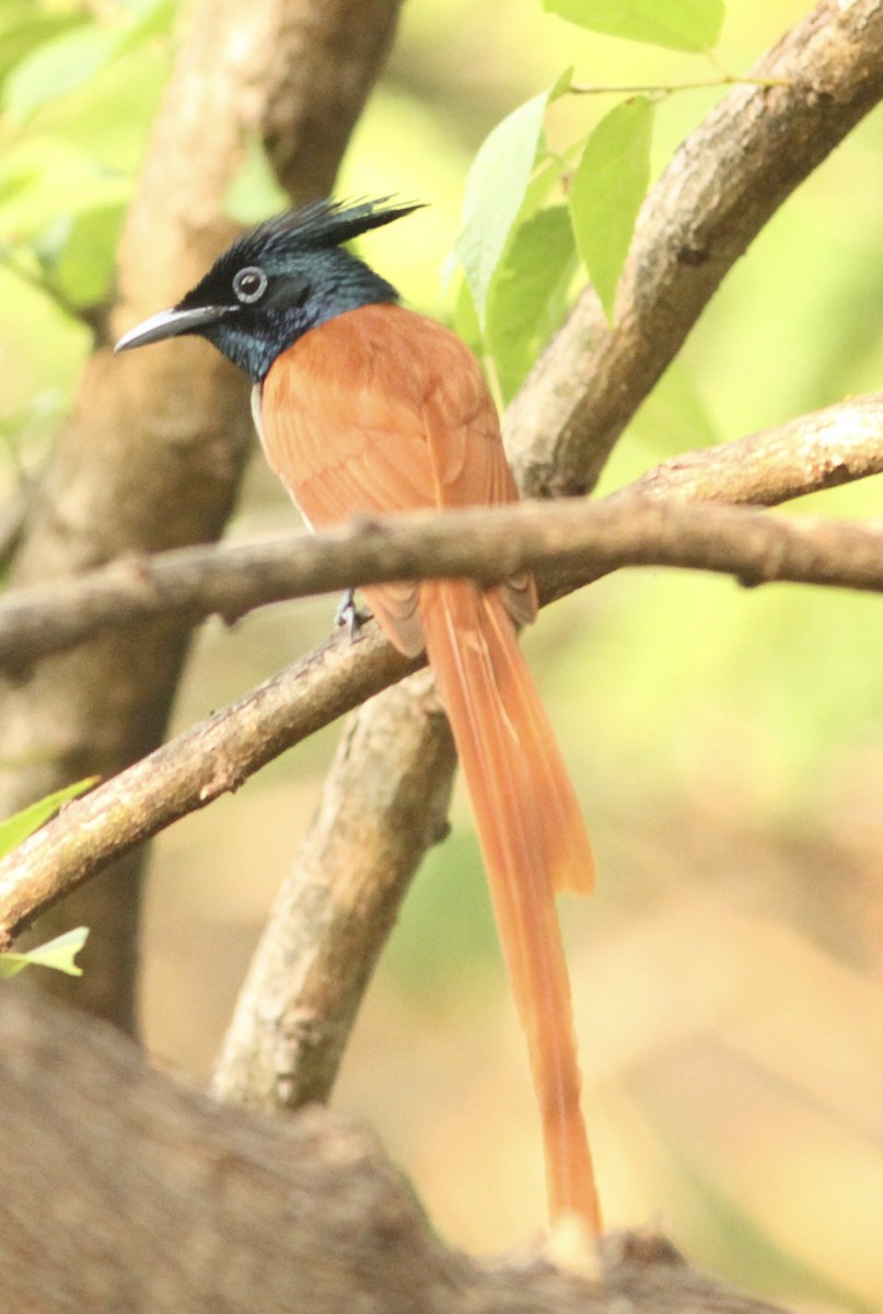 Indian Paradise-Flycatcher - ML534345631