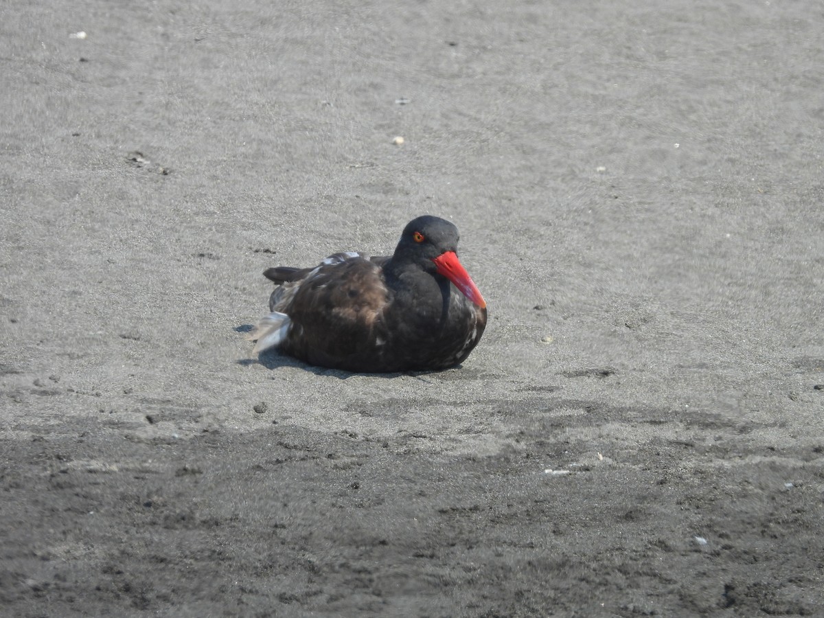 Blackish Oystercatcher - ML534346571