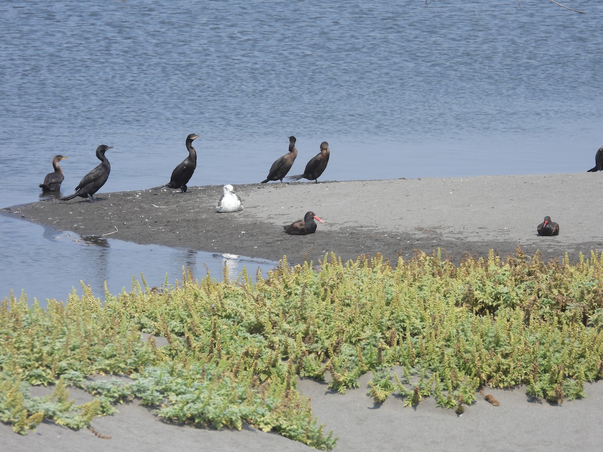 Blackish Oystercatcher - ML534346811