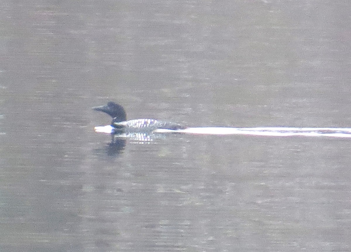 Common Loon - ML53434701