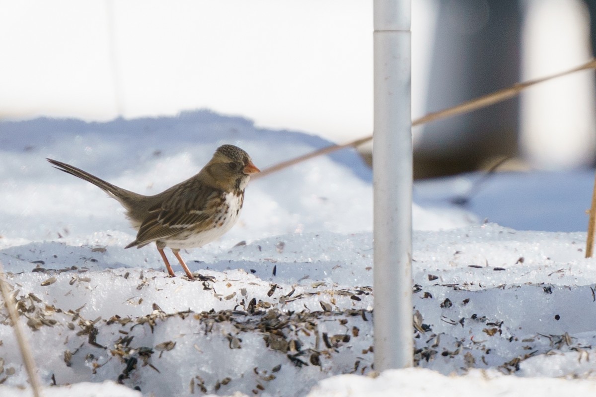 Harris's Sparrow - ML534347291