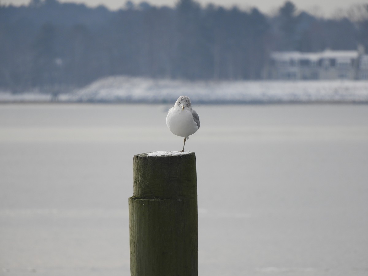 Ring-billed Gull - ML534347351