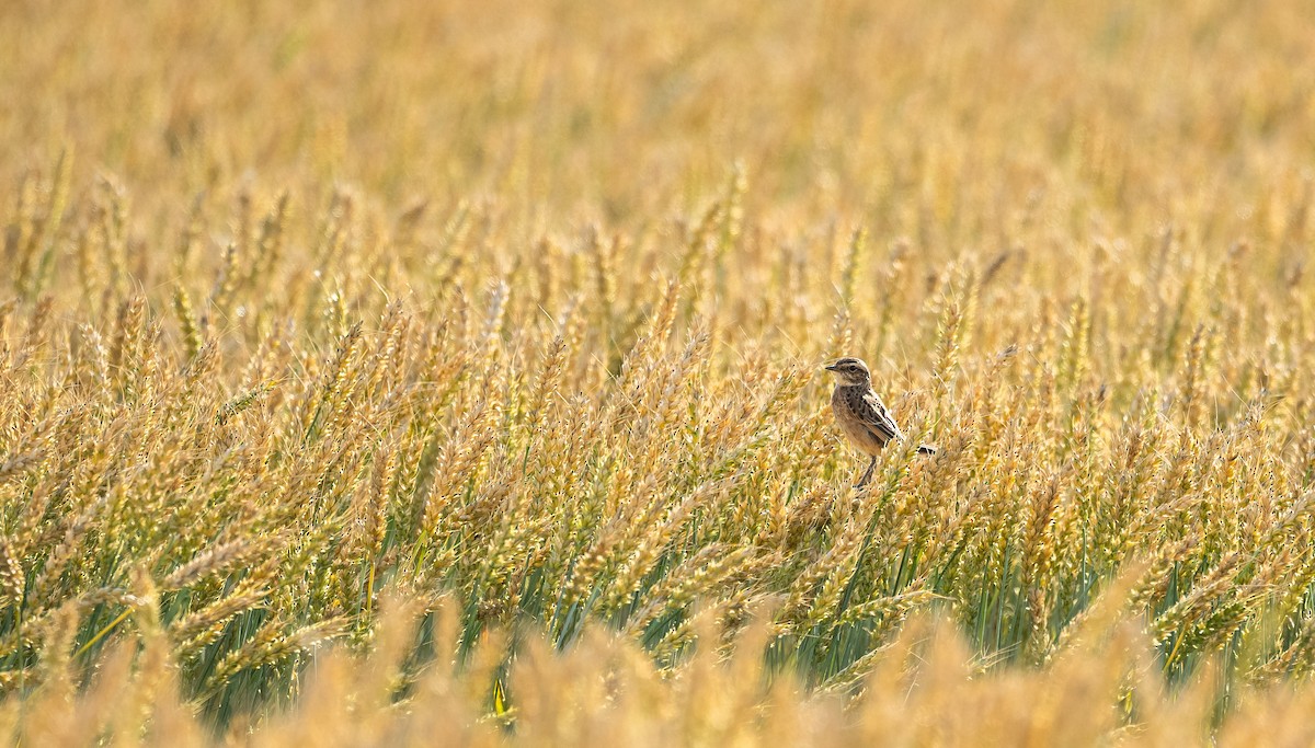 Tarier des prés - ML534347761