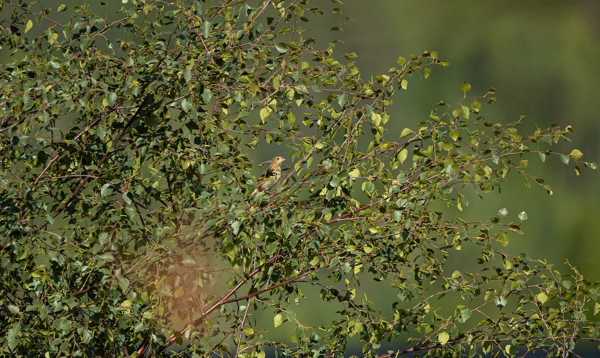 Common Rosefinch - Eric Francois Roualet