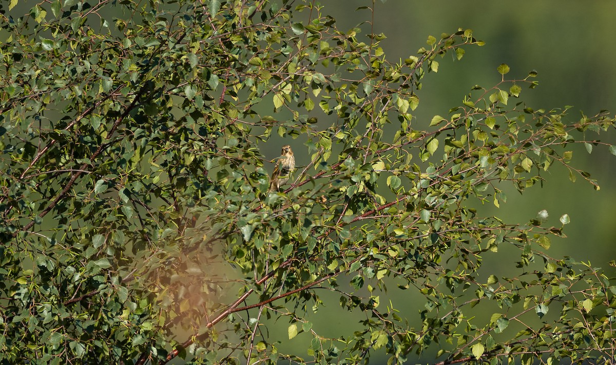 Common Rosefinch - ML534347821