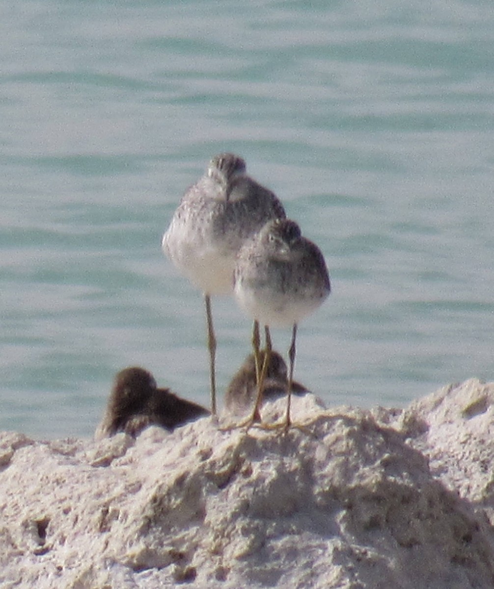 Lesser Yellowlegs - ML53434801