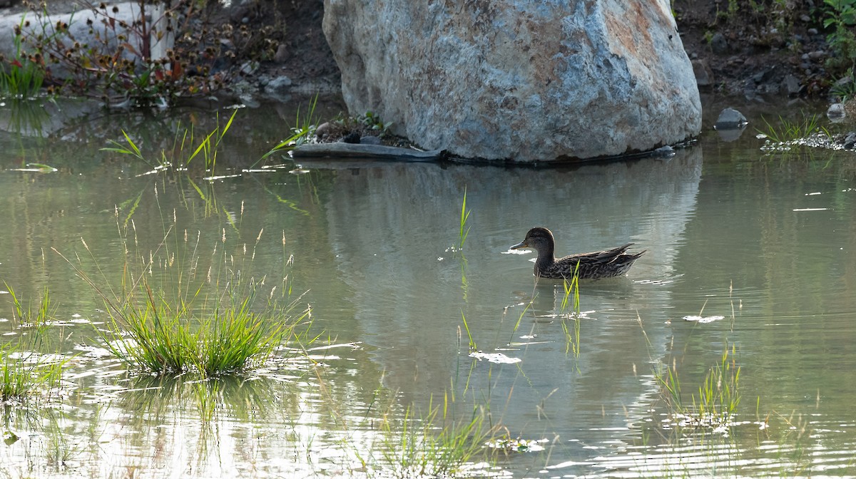 Green-winged Teal (Eurasian) - ML534348061