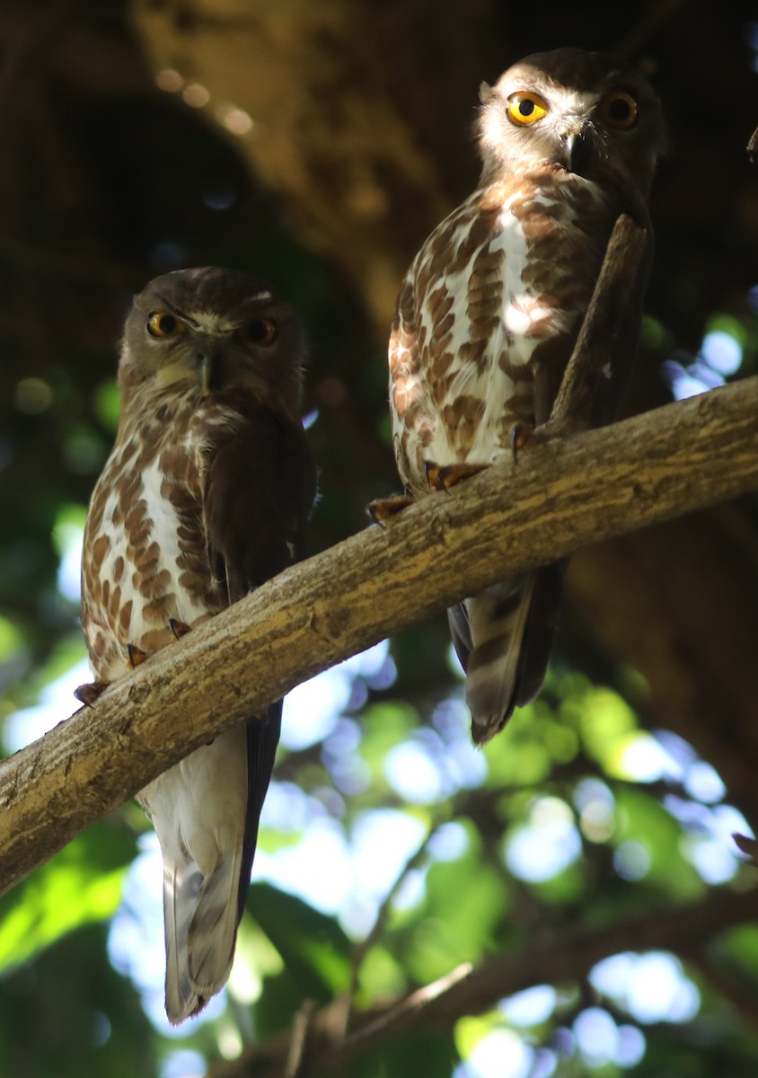 Brown Boobook - ML534348171