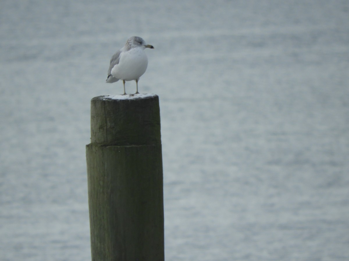 Ring-billed Gull - ML534348861