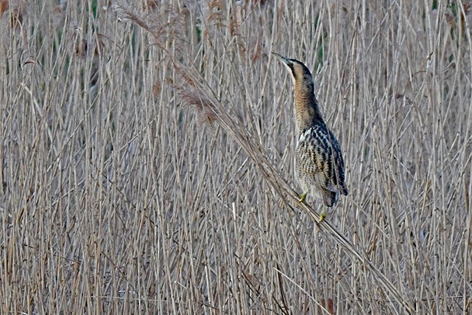 Great Bittern - ML534348881