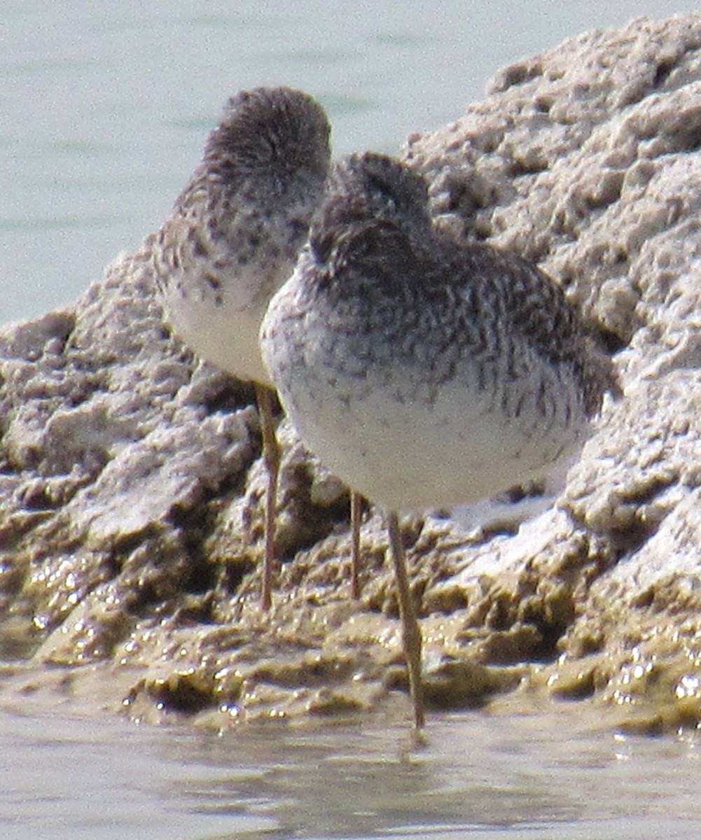 Lesser Yellowlegs - ML53434951