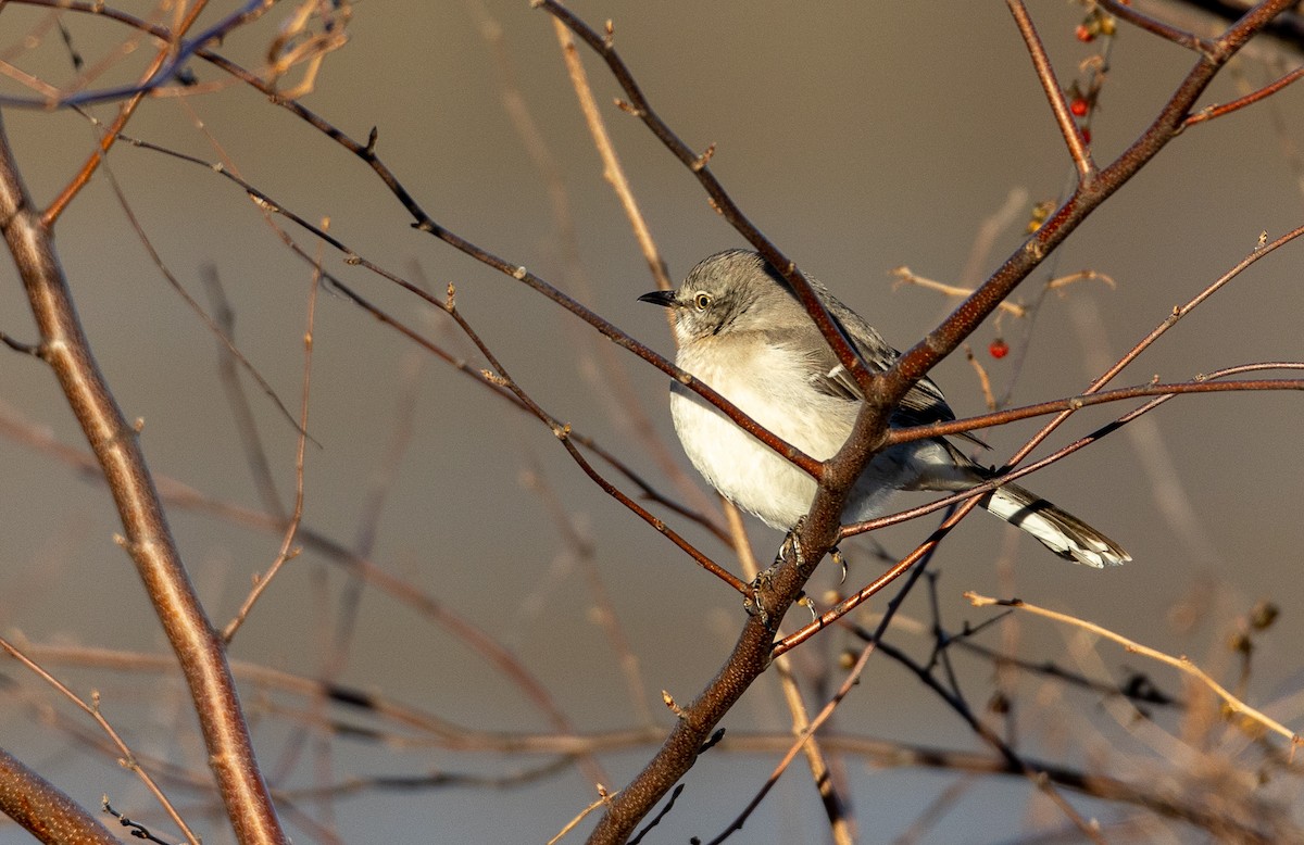 Northern Mockingbird - ML534350031