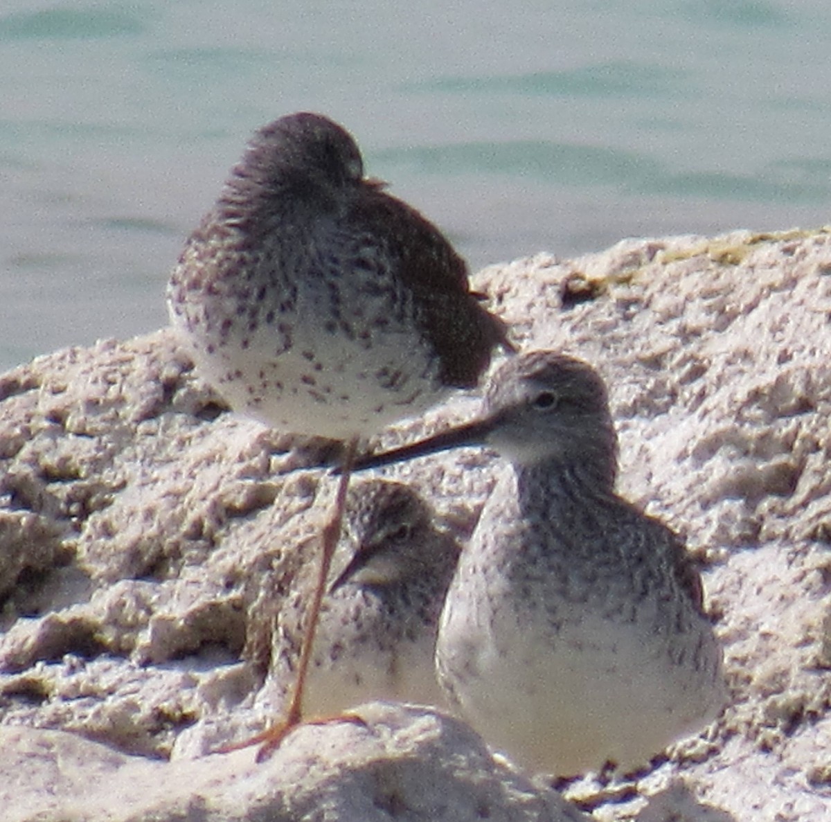 Lesser Yellowlegs - ML53435031