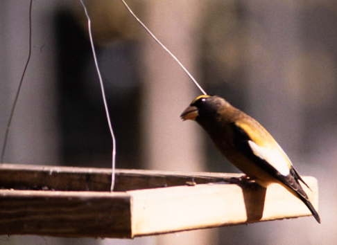 dlask žlutočelý - ML534350371