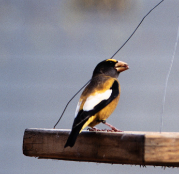 dlask žlutočelý - ML534350621