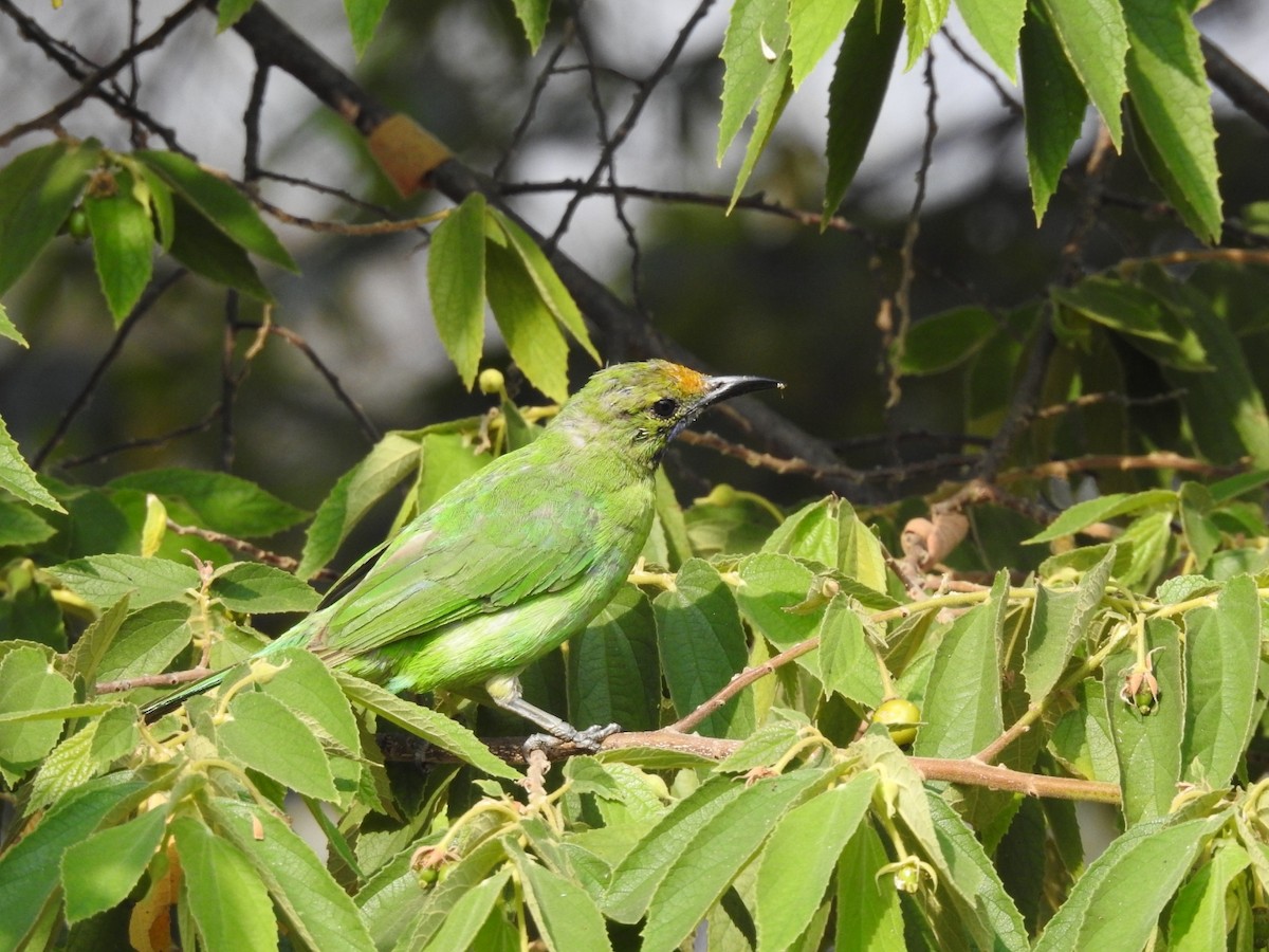 Golden-fronted Leafbird - ML534352391