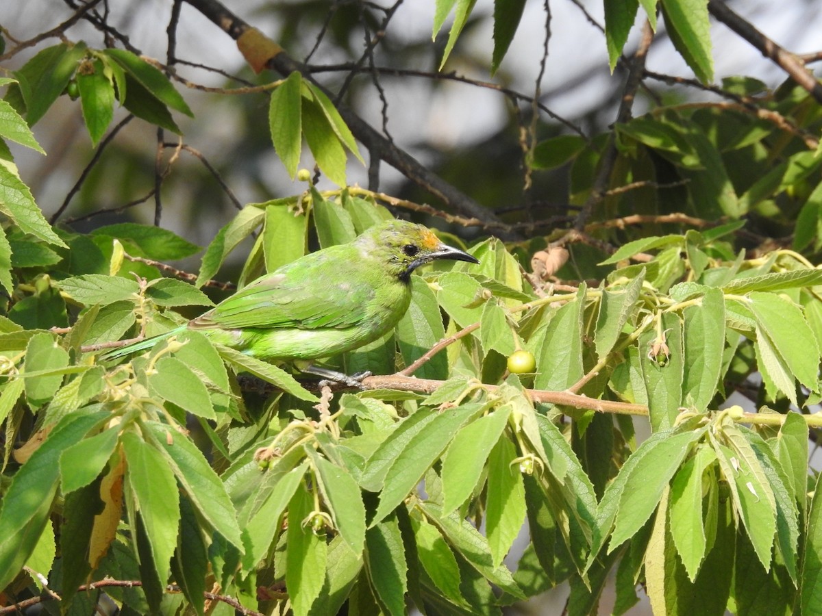 Golden-fronted Leafbird - ML534352401