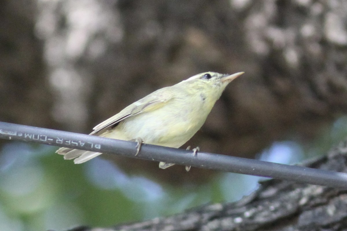 Green Warbler - Vikas Madhav Nagarajan