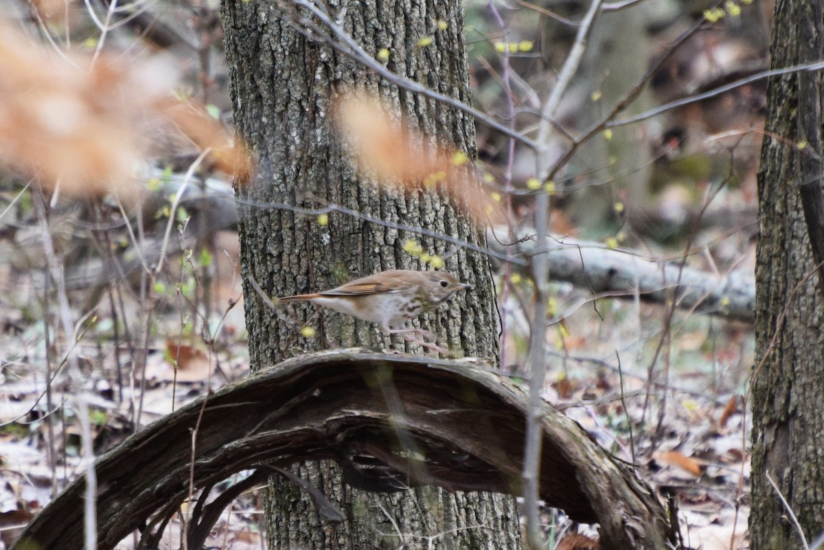 Hermit Thrush - ML53435391