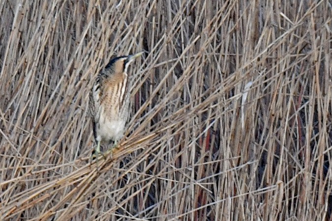 Great Bittern - ML534354501